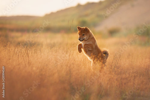 Tableau sur toile Cute and crazy Young Red Shiba Inu Puppy Dog running fast and jumping In the Mea