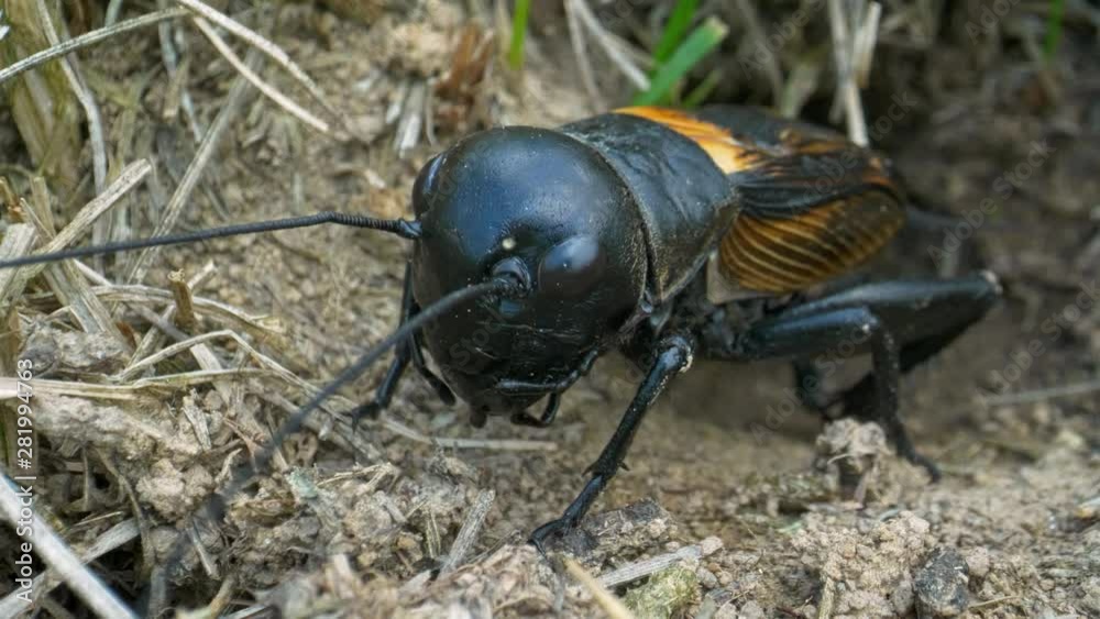 Field cricket (Gryllus campestris) moving antennae