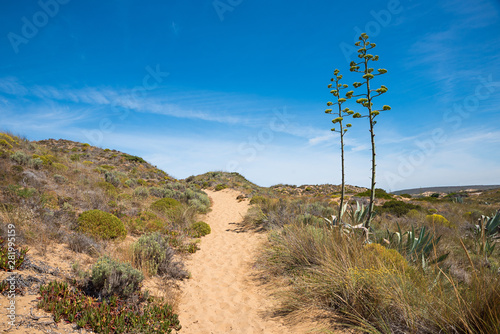 sandiger Pfad in der Dünenlandschaft West Algarve, mit blühenden Agaven, blauer Himmel