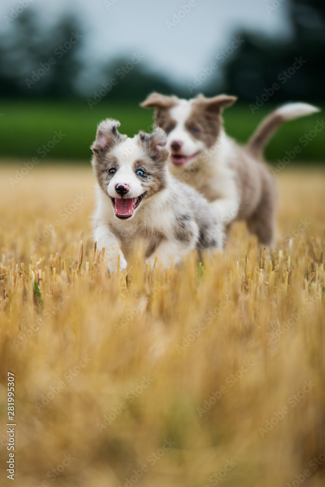 Running border collie puppies in a stubblefield