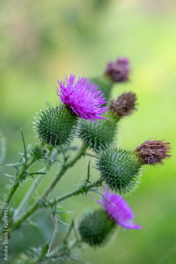 flower musk thistle, Carduus nutans, also known as thistle or nodding plumeless thistle) with shallow focus and blurry background flower musk thistle, Carduus nutans, also known as thistle or nodding plumeless thistle) with shallow focus and blurry background