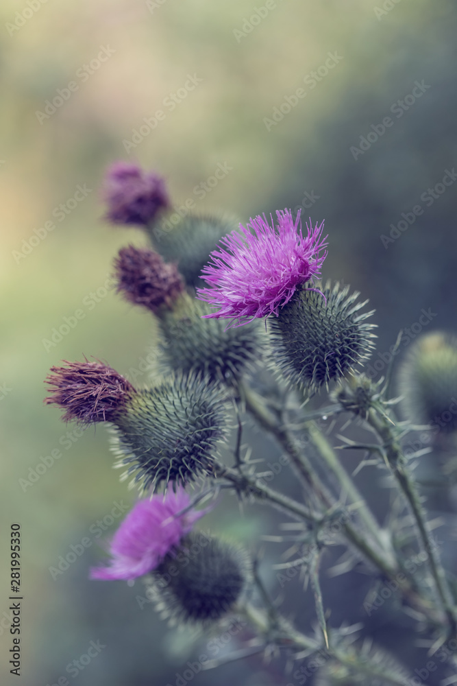flower musk thistle, Carduus nutans, also known as thistle or nodding plumeless thistle) with shallow focus and blurry background flower musk thistle, Carduus nutans, also known as thistle or nodding plumeless thistle) with shallow focus and blurry background