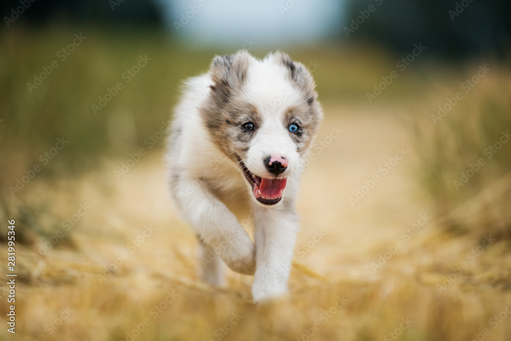 Border collie on a lane with nature background Border collie on a lane with nature background