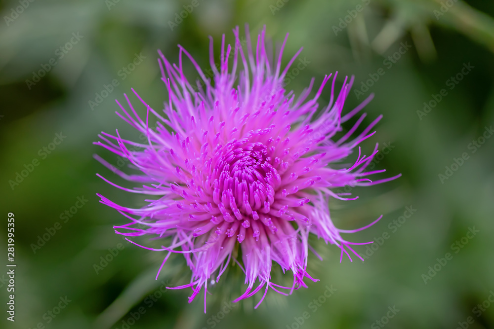 flower musk thistle, Carduus nutans, also known as thistle or nodding plumeless thistle) with shallow focus and blurry background flower musk thistle, Carduus nutans, also known as thistle or nodding plumeless thistle) with shallow focus and blurry background