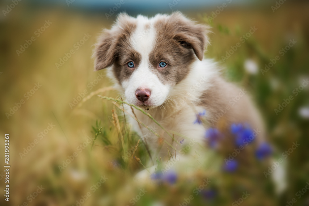 Border collie puppy in a flower meadow