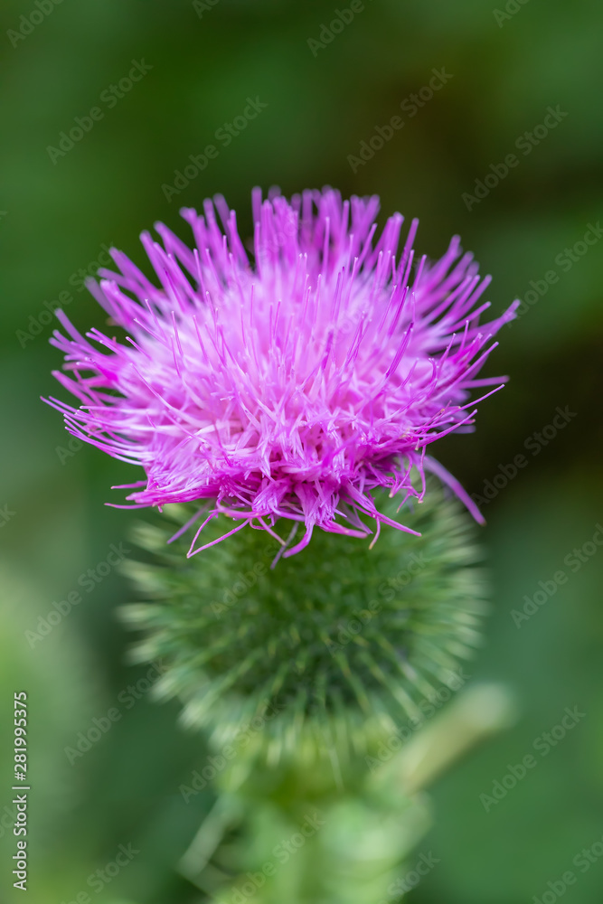 flower musk thistle, Carduus nutans, also known as thistle or nodding plumeless thistle) with shallow focus and blurry background flower musk thistle, Carduus nutans, also known as thistle or nodding plumeless thistle) with shallow focus and blurry background