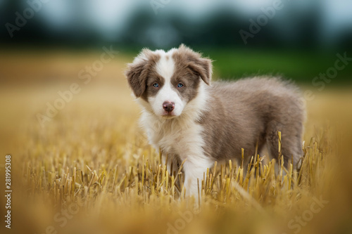 Border collie puppy in a stubblefield photo