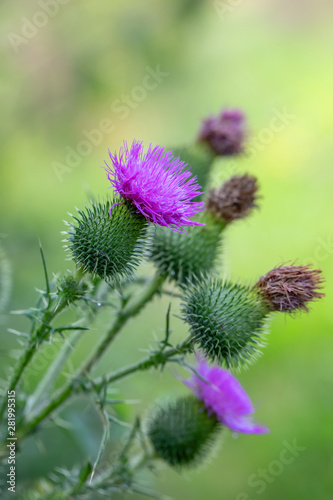 flower musk thistle  Carduus nutans  also known as thistle or nodding plumeless thistle  with shallow focus and blurry background