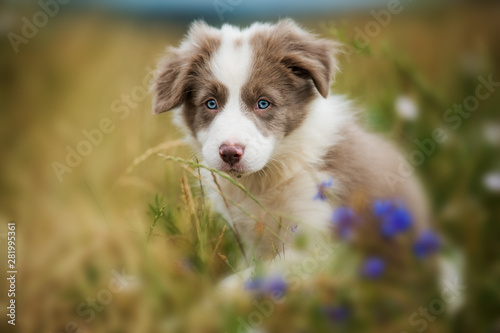 Fototapeta Naklejka Na Ścianę i Meble -  Border collie puppy in a flower meadow