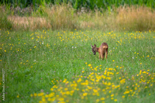 Row deer baby graze on summer meadow, Czech wildlife © ArtushFoto