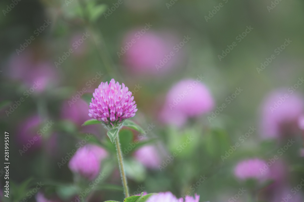 blooming pink clover or Trifolium pratense and green grass close-up. Pink clover flowers in spring