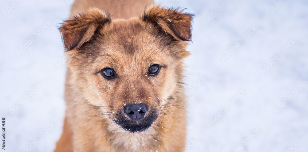 Closeup portrait of brown dog on snow background. Copy space_