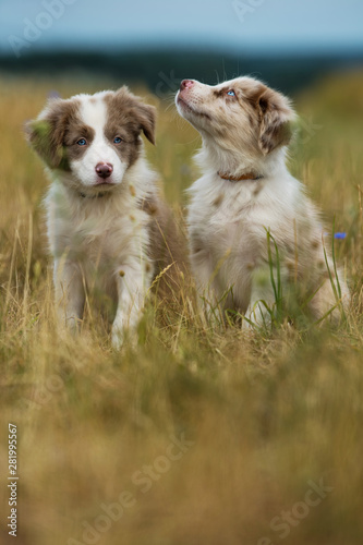 Border collie puppies in a meadow