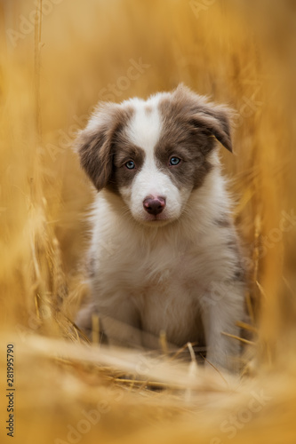 Border collie puppy sitting in a stubblefield