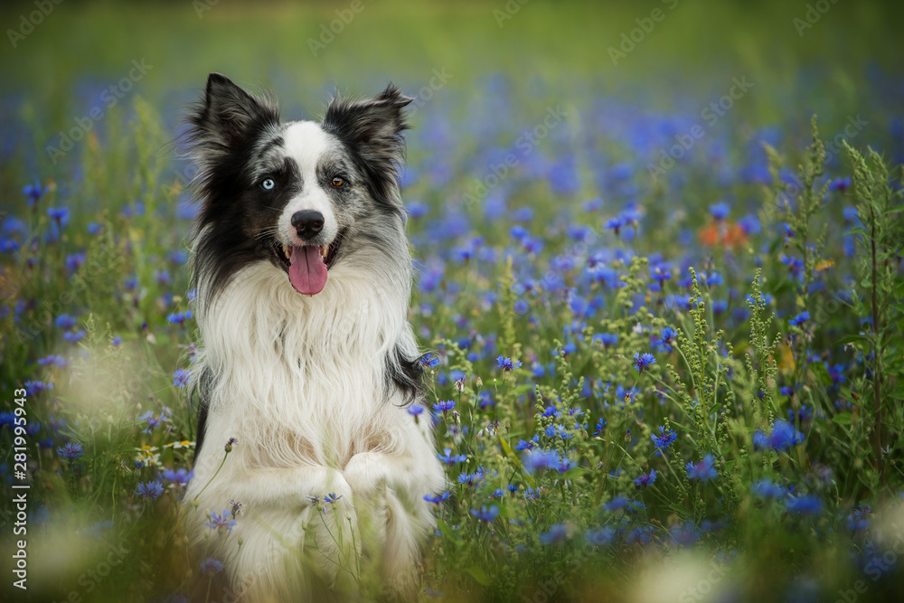 Border collie in a cornflower field sitting on hind legs Border collie in a cornflower field sitting on hind legs