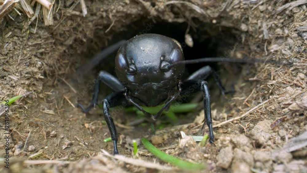 Field cricket (Gryllus campestris) eating grass