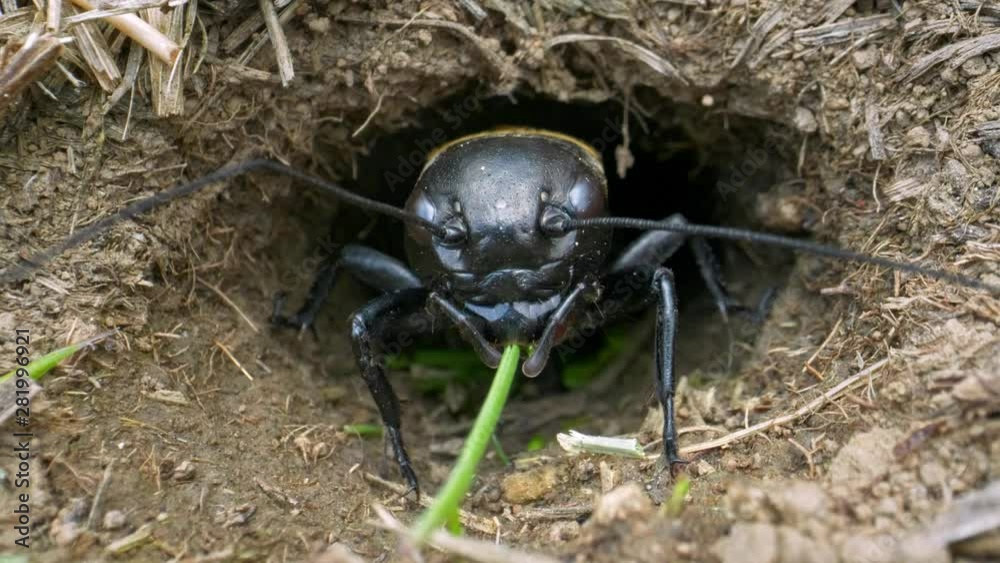 Field cricket (Gryllus campestris) eating grass