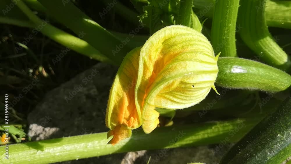 fleur de courgette