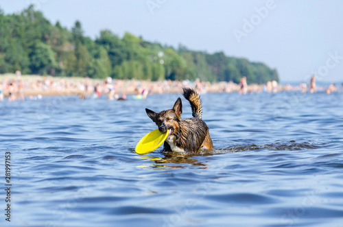 The Gulf of Finland. Young energetic half-breed dog is jumping over water. Doggy is playing with disc in water. Sunstroke, health of pets in the summer. How to protect your dog from overheating.