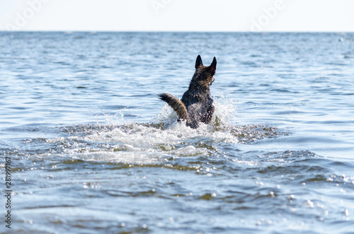 The Gulf of Finland. Young energetic half-breed dog is jumping over water. Doggy is playing in water. Sunstroke, health of pets in the summer. How to protect your dog from overheating.