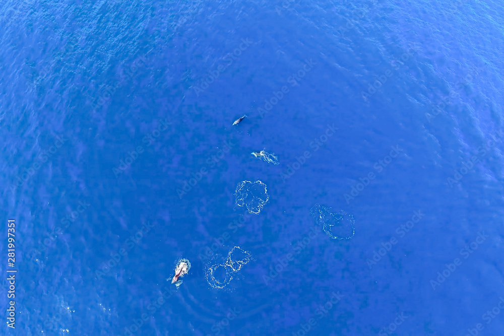 Top view of bottlenose dolphins in sea water. Top view of bottlenose dolphins in sea water.