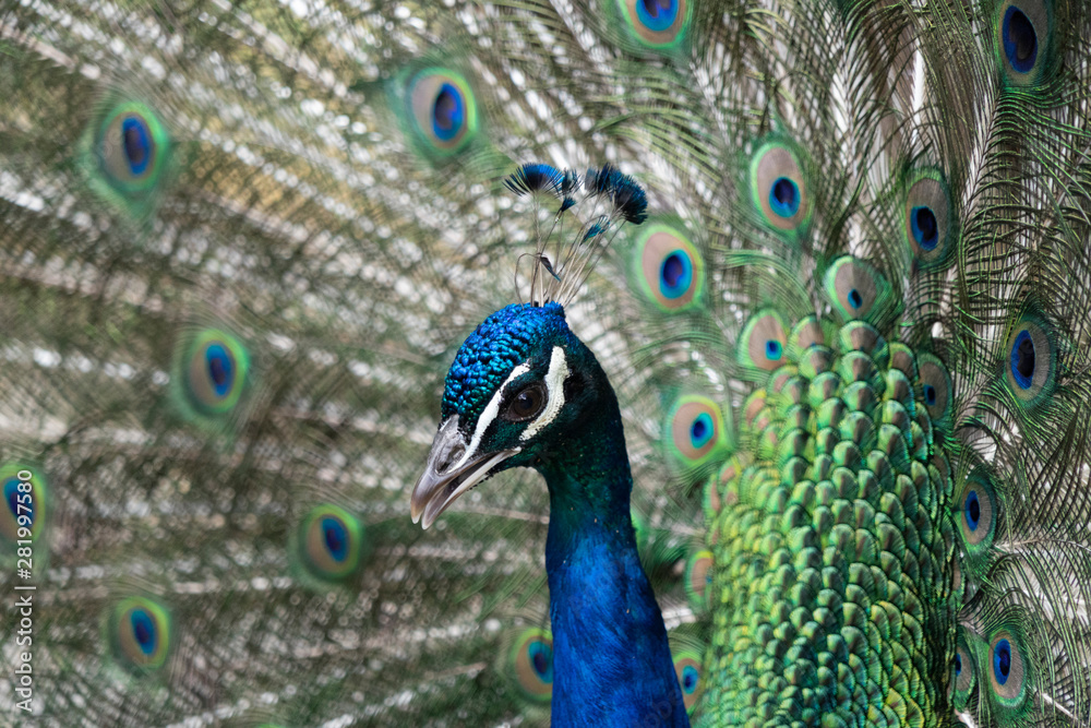 Naklejka premium Peacock Close-Up