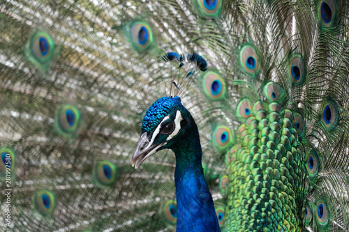 Peacock Close-Up
