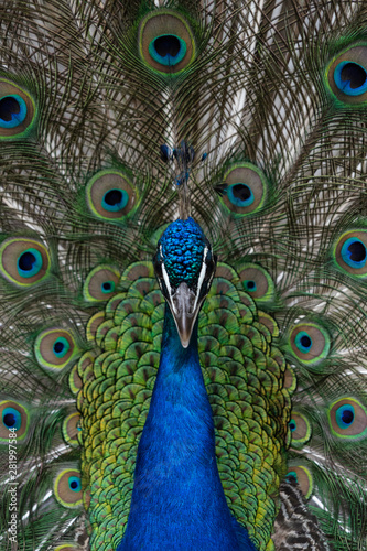 Peacock at Zurich Zoo