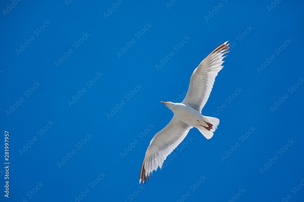 flying seagull against cloudless blue sky with copy space