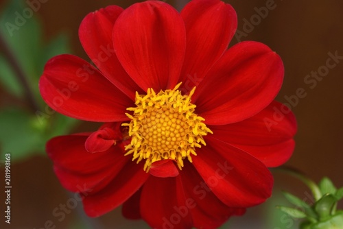 big bud of a red round flower on a green stalk on a brown background