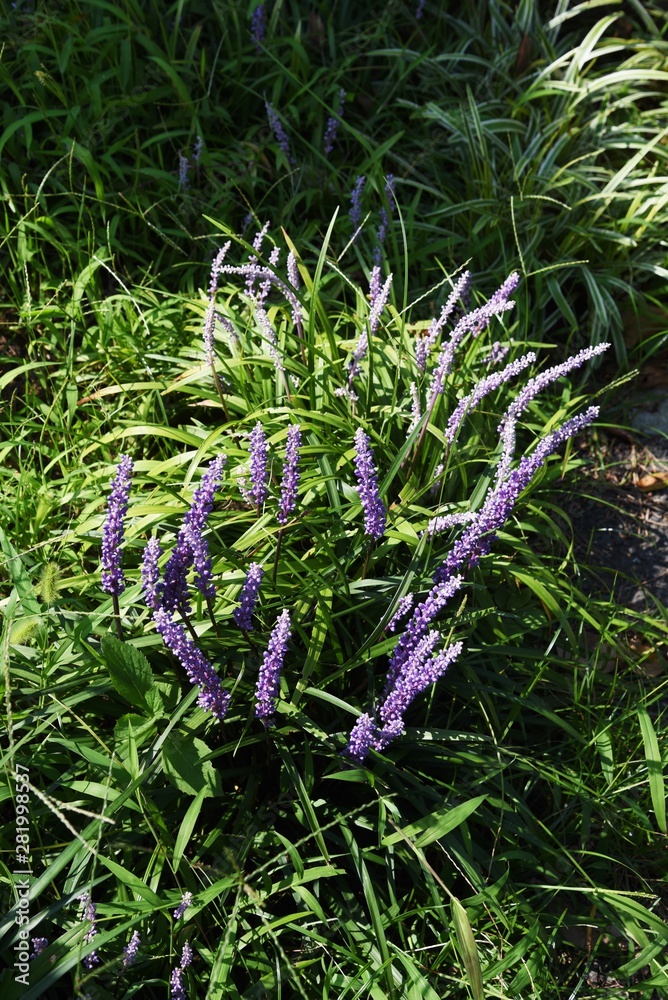 Liriope muscari is a light purple flower that blooms in the shade of the garden from summer to autumn. Liriope muscari is a light purple flower that blooms in the shade of the garden from summer to autumn.