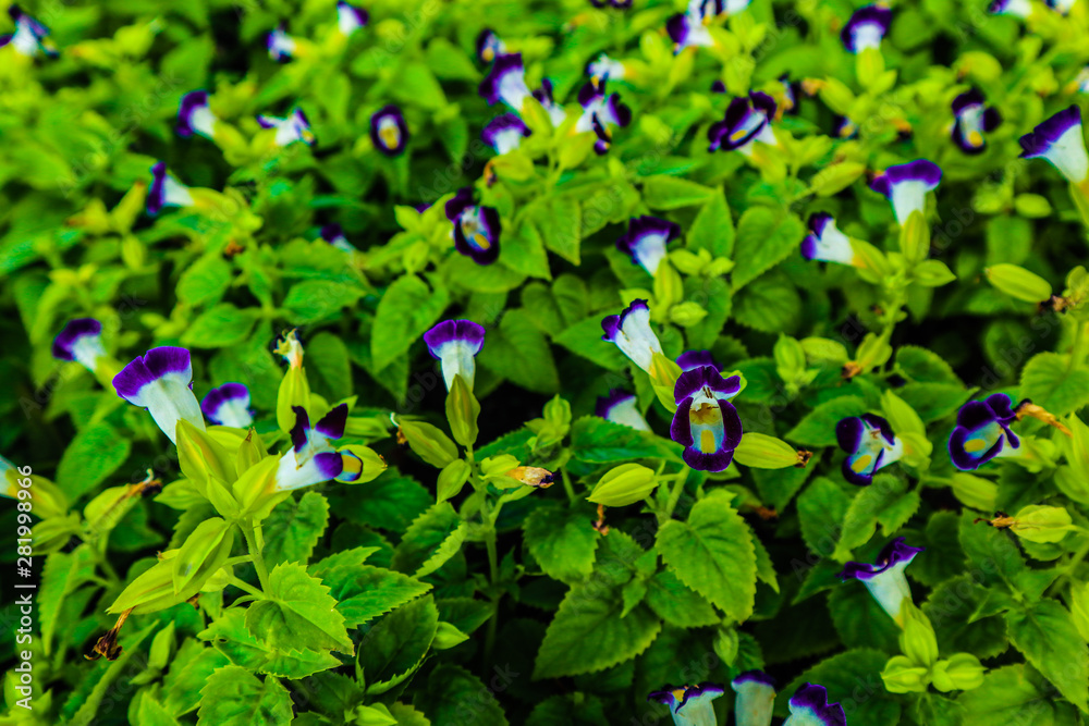 Beautiful abstract texture color red purple and pink flowers trees plants and forest landscape in the public nature green city parks and gardens Beautiful abstract texture color red purple and pink flowers trees plants and forest landscape in the public nature green city parks and gardens