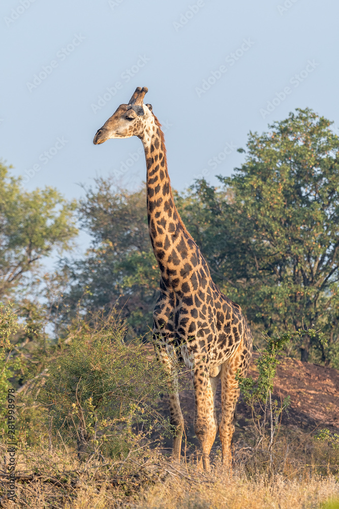 South African Giraffe looking sideways