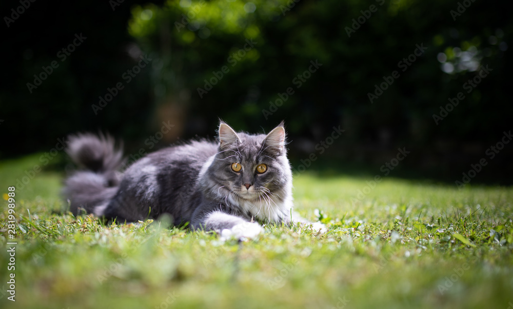 young playful blue tabby maine coon cat on grass in the garden looking at camera curiously