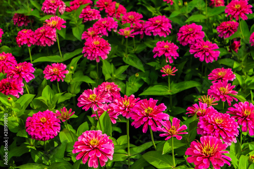 Beautiful abstract texture color red purple and pink flowers trees plants and forest landscape in the public nature green city parks and gardens