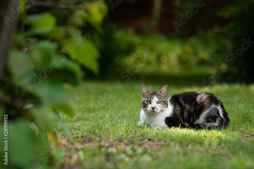 white black brown spotted domestic shorthair cat resting on grass outdoors in the garden looking at camera