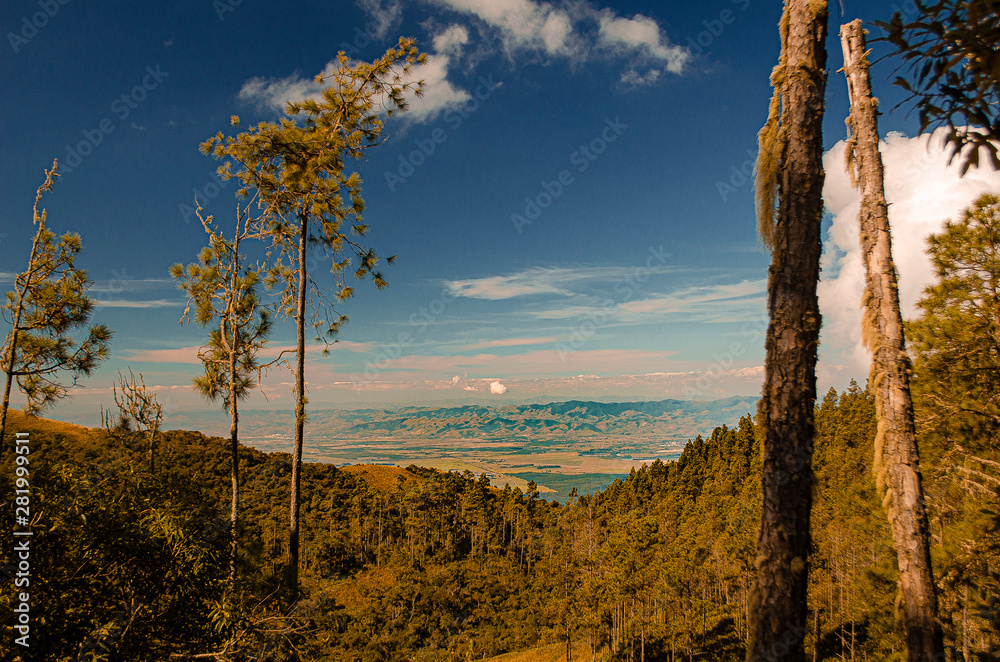 Obraz premium tree in mountains