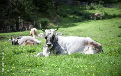 Alpine cow. Portrait of a gray beautiful cow  in a high alpine meadow.