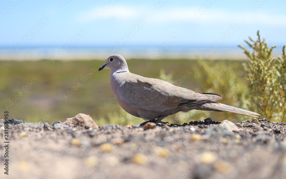 Obraz premium Möwe an der Strandpromenade von Jandia Meer Kanaren Fuerteventura