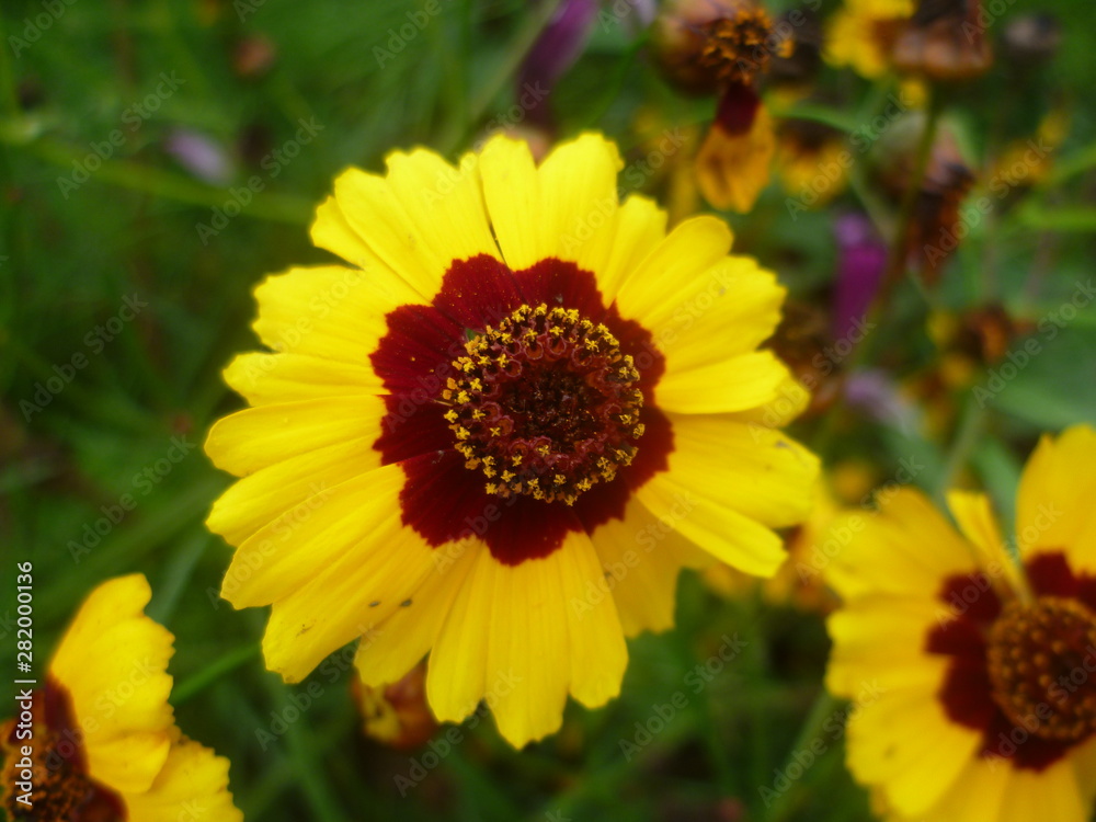 Summer yellow flowers on a green background. screensaver on nature desktop Summer yellow flowers on a green background. screensaver on nature desktop