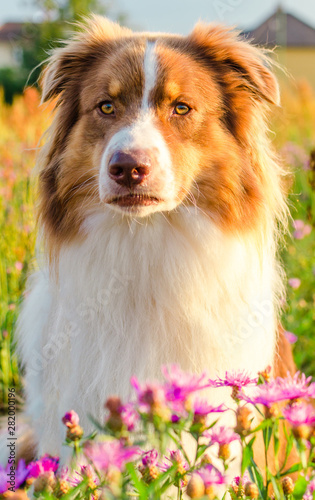 Curious australian shepherd sitting on the meadow full of pink flowers 