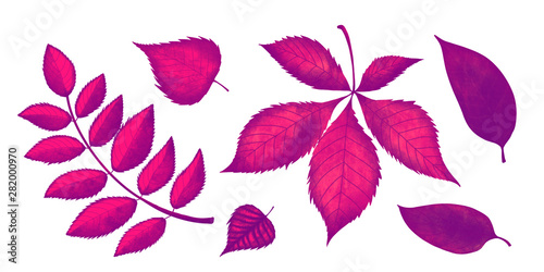 Set of bright pink autumn leaves on a white background