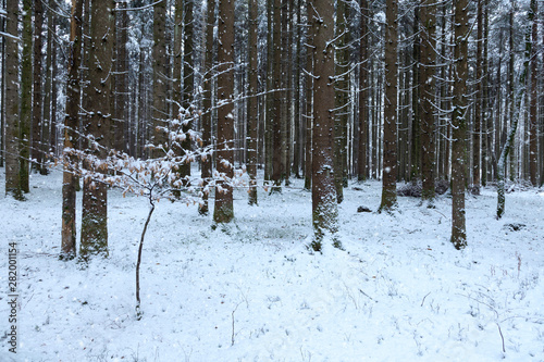 Cold morning in the snowy winter forest with snowflakes.