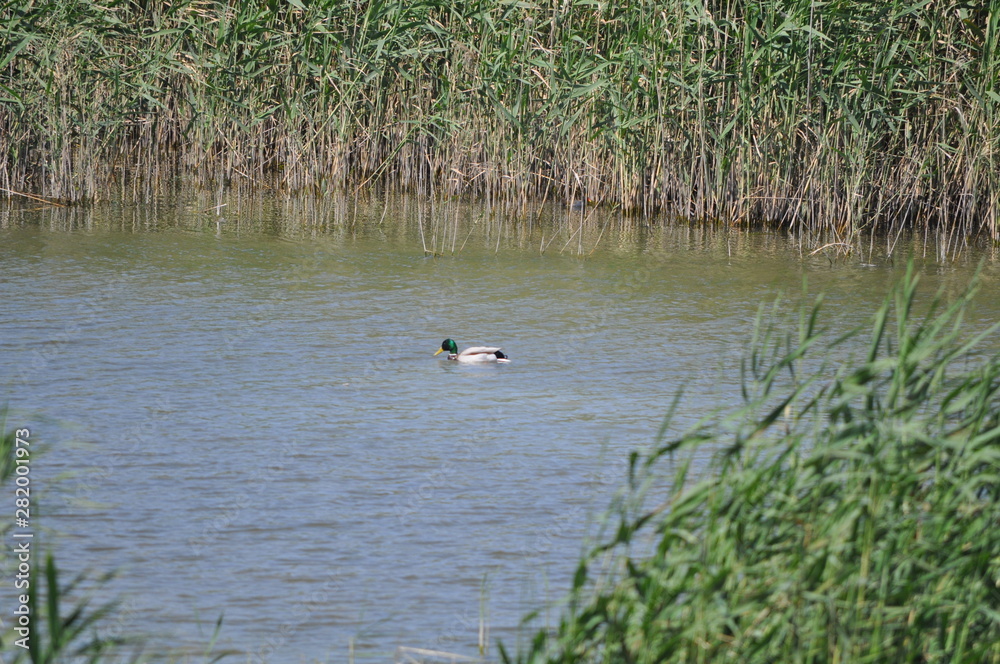 The beautiful bird Aythya nyroca (Ferruginous Duck) in the natural environment