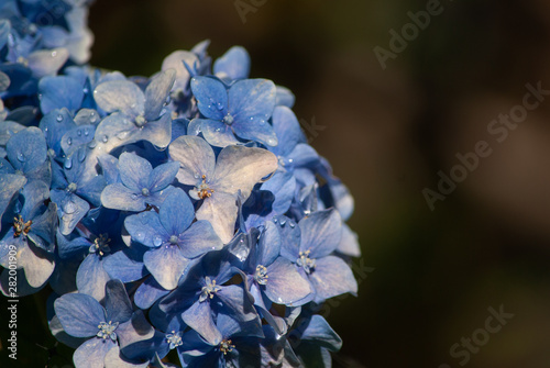 closeup of blue flower