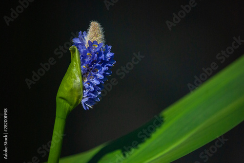 royal pickerel rush flower photo