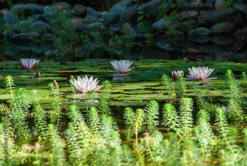 water lily flowers in pond