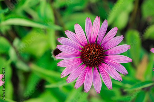 Echinacea flower purple , close-up flower bloomed in the garden.