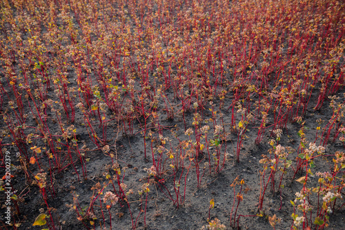 buckwheat field in the last summer days at sunset, selective focus photo