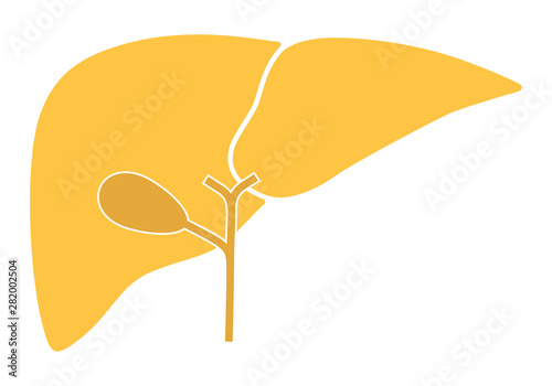 Human internal organs: liver and gall bladder. Vector image. Flat design
